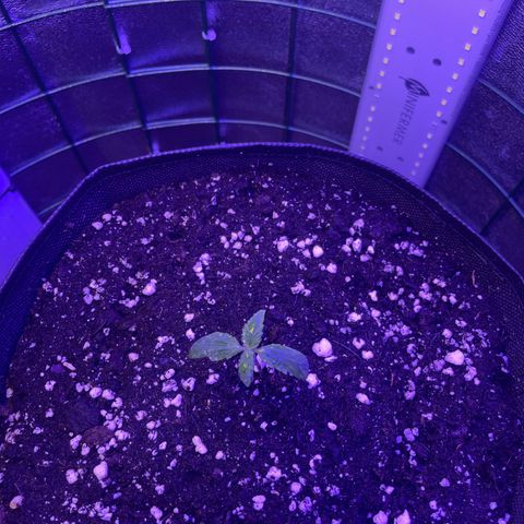 Miroslava growlog timeline photo