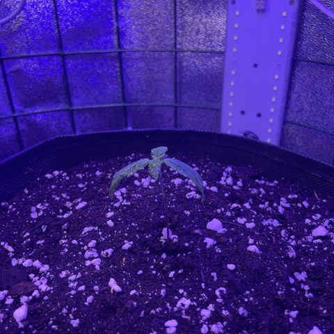 Miroslava growlog timeline photo