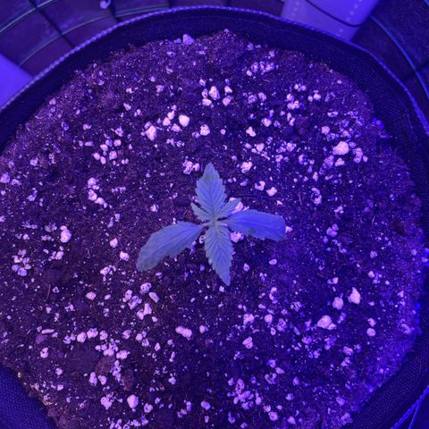 Miroslava growlog timeline photo