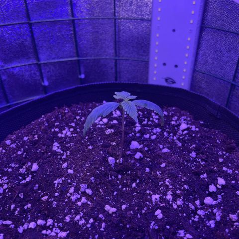 Miroslava growlog timeline photo
