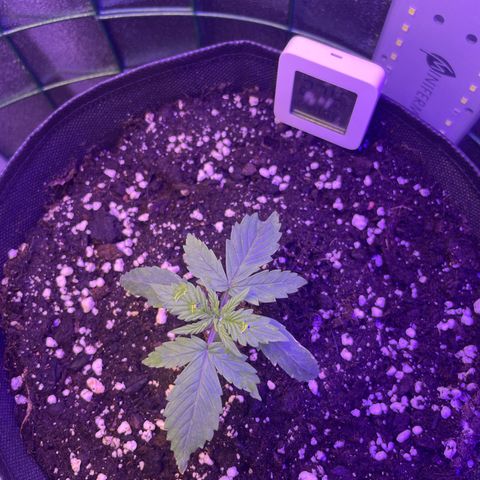 Miroslava growlog timeline photo