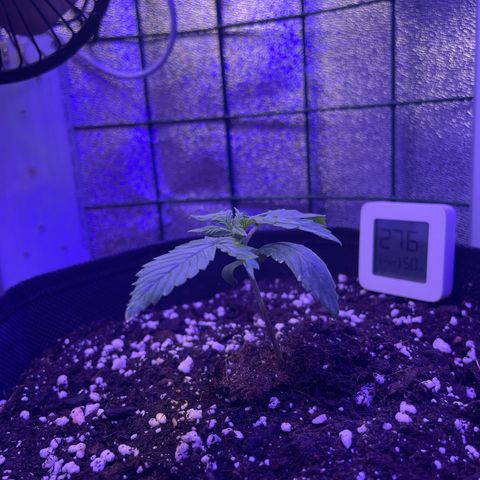 Miroslava growlog timeline photo