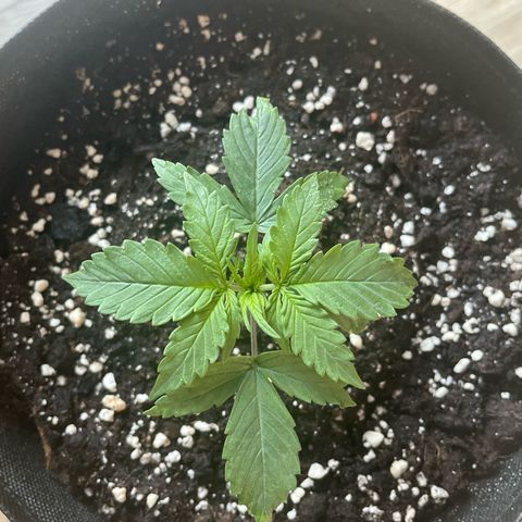Miroslava growlog timeline photo