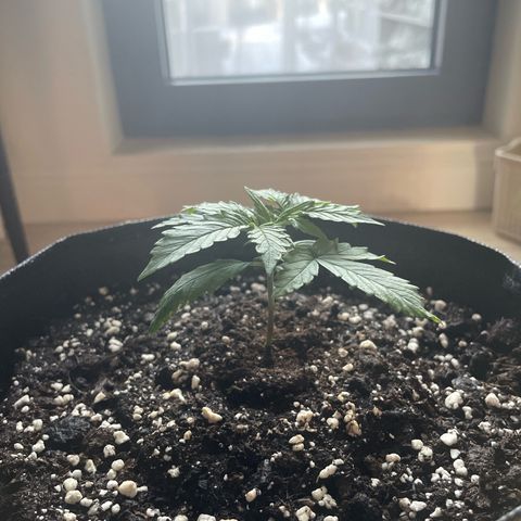 Miroslava growlog timeline photo