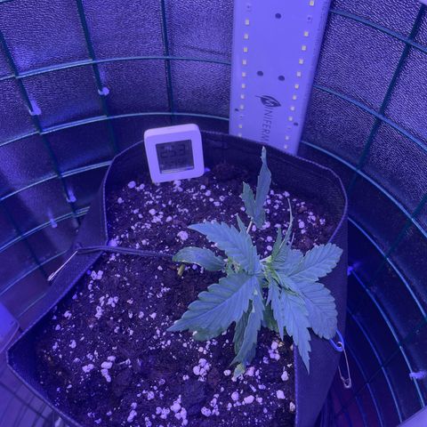 Miroslava growlog timeline photo