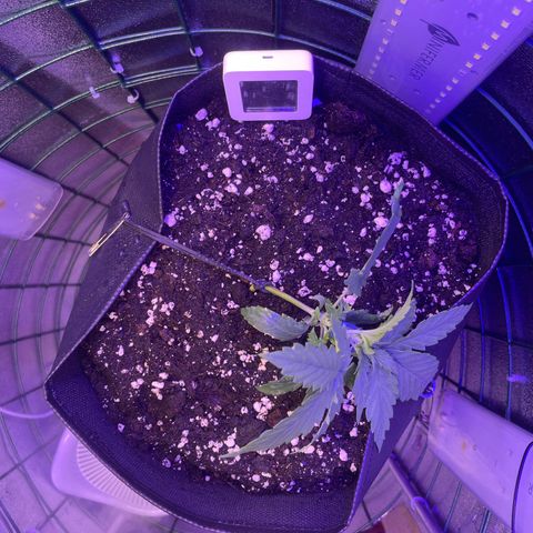 Miroslava growlog timeline photo
