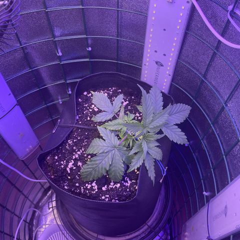 Miroslava growlog timeline photo