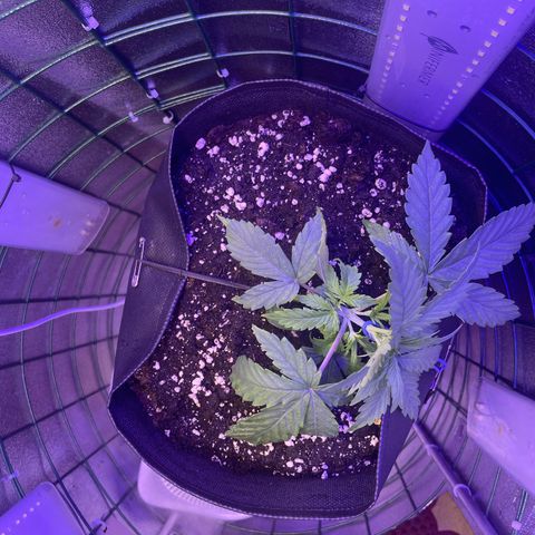 Miroslava growlog timeline photo