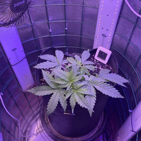 Miroslava growlog timeline photo