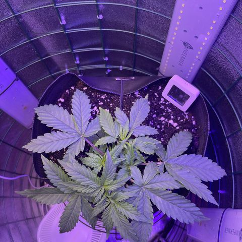 Miroslava growlog timeline photo
