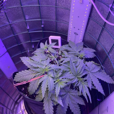 Miroslava growlog timeline photo