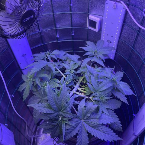 Miroslava growlog timeline photo