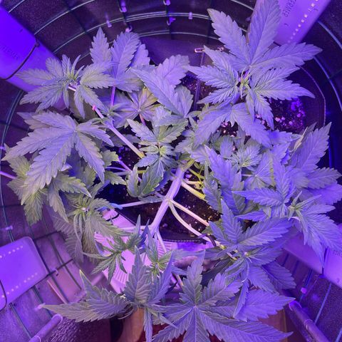 Miroslava growlog timeline photo