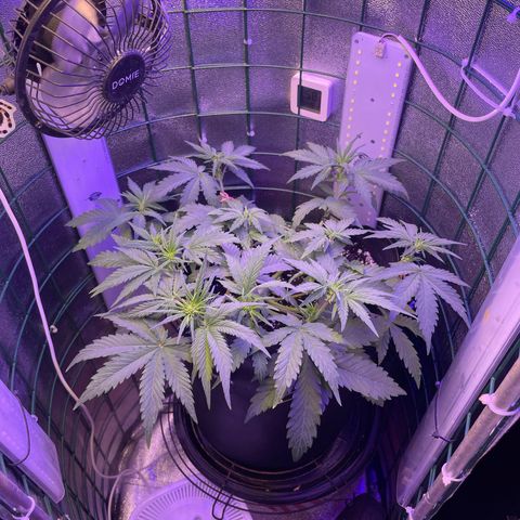 Miroslava growlog timeline photo
