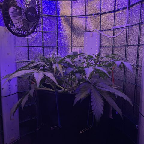 Miroslava growlog timeline photo