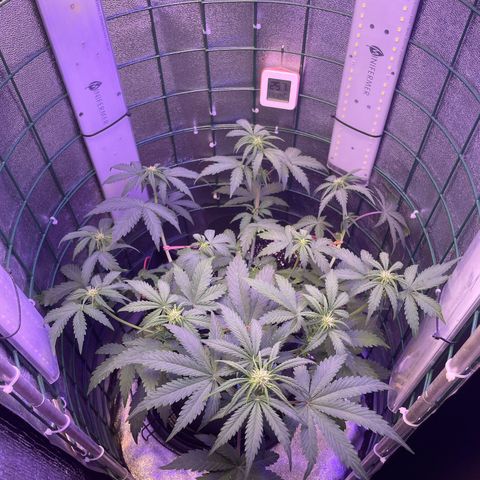 Miroslava growlog timeline photo