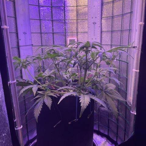 Miroslava growlog timeline photo