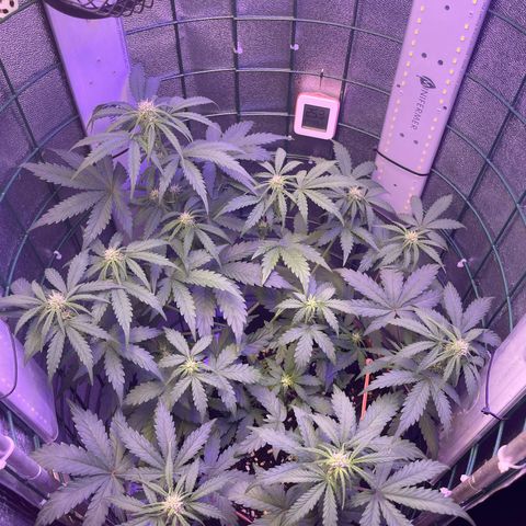 Miroslava growlog timeline photo