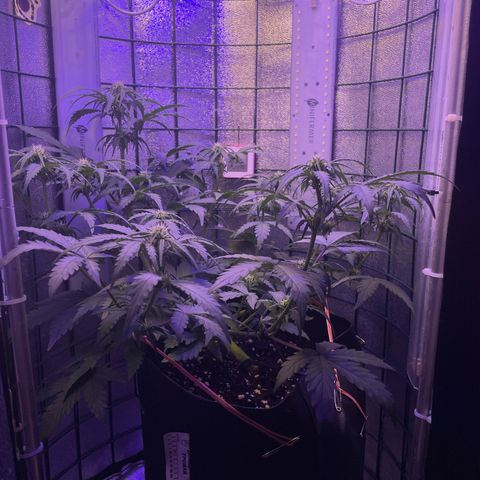 Miroslava growlog timeline photo