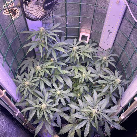Miroslava growlog timeline photo