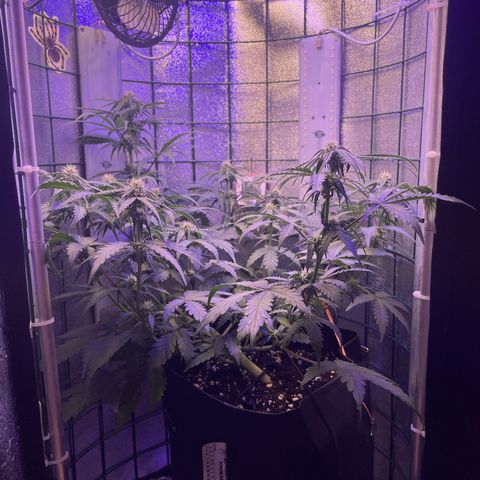 Miroslava growlog timeline photo