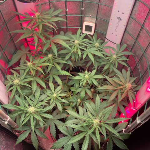 Miroslava growlog timeline photo