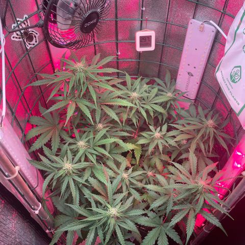 Miroslava growlog timeline photo