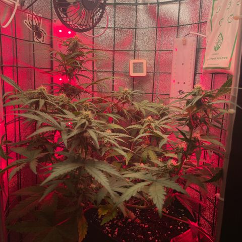 Miroslava growlog timeline photo