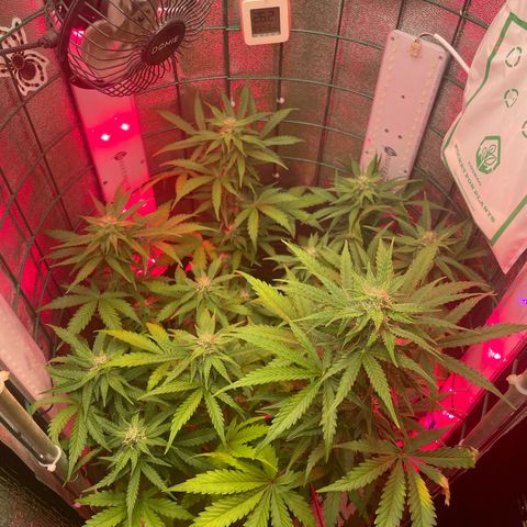 Miroslava growlog timeline photo