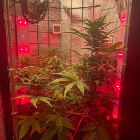 Miroslava growlog timeline photo