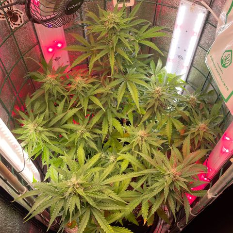 Miroslava growlog timeline photo