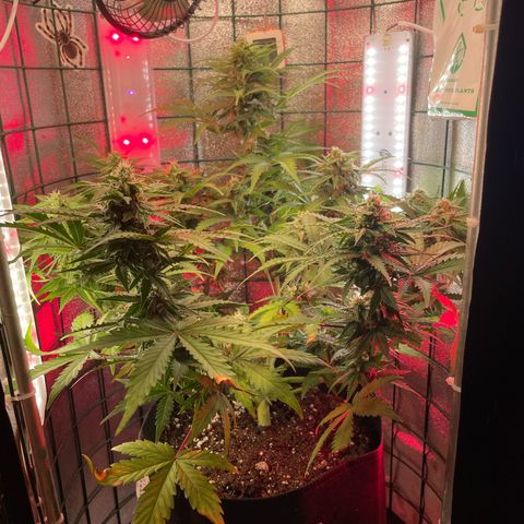 Miroslava growlog timeline photo