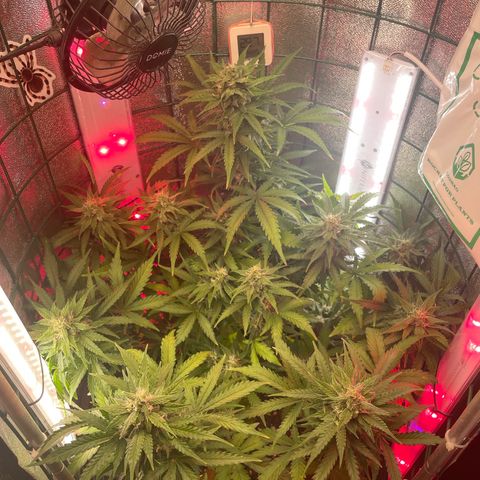 Miroslava growlog timeline photo