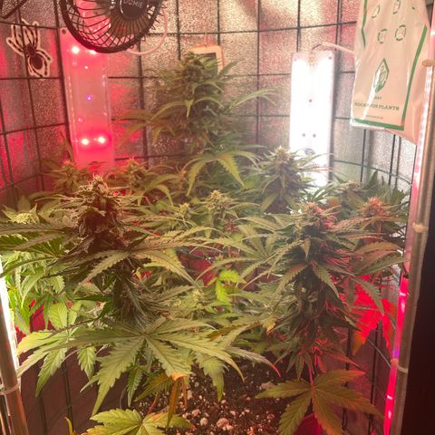 Miroslava growlog timeline photo