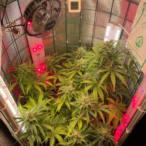 Miroslava growlog timeline photo