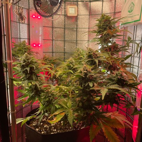 Miroslava growlog timeline photo