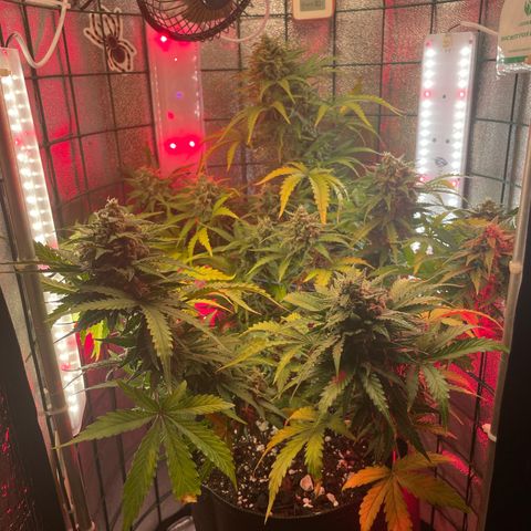 Miroslava growlog timeline photo