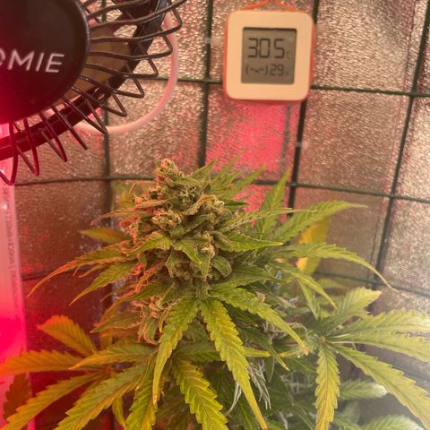 Miroslava growlog timeline photo