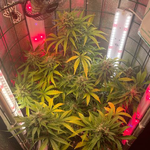 Miroslava growlog timeline photo