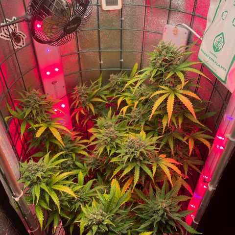 Miroslava growlog timeline photo
