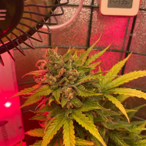 Miroslava growlog timeline photo