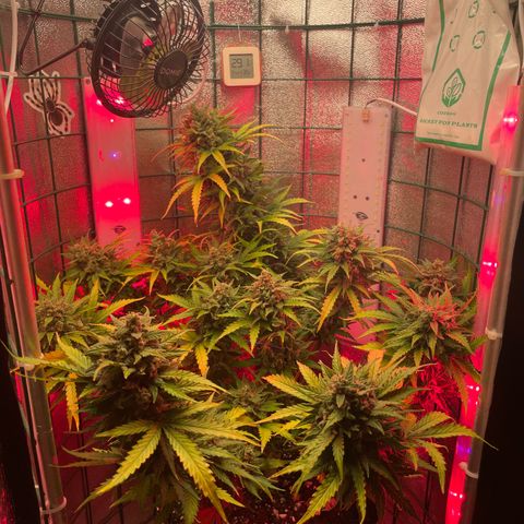Miroslava growlog timeline photo