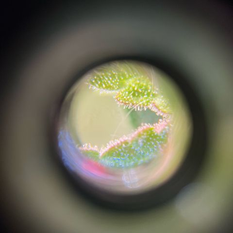 Miroslava growlog timeline photo