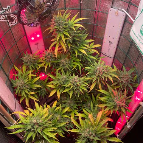 Miroslava growlog timeline photo