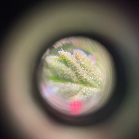 Miroslava growlog timeline photo