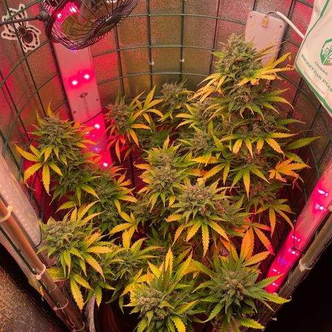 Miroslava growlog timeline photo