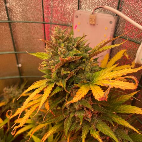 Miroslava growlog timeline photo
