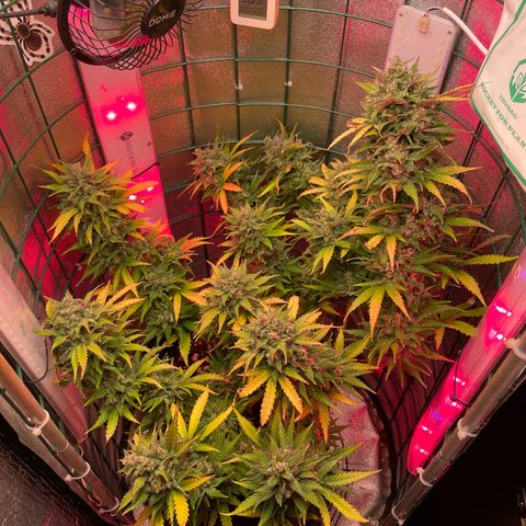 Miroslava growlog timeline photo
