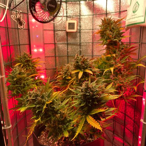 Miroslava growlog timeline photo