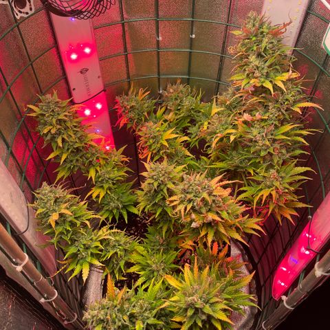 Miroslava growlog timeline photo